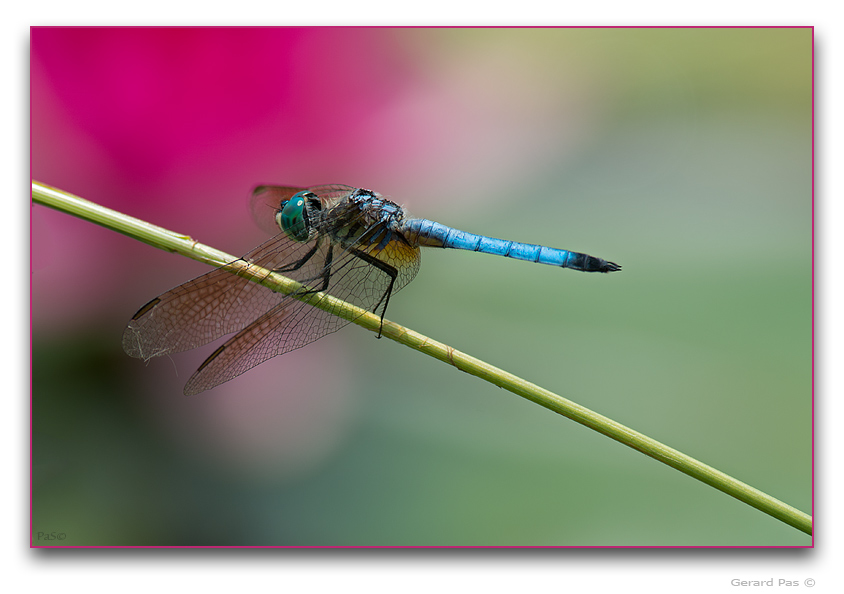 Blue Dasher Dragonfly - click to enlarge image