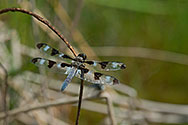 Twelve-spotted Skimmer Dragonfly - click to enlarge