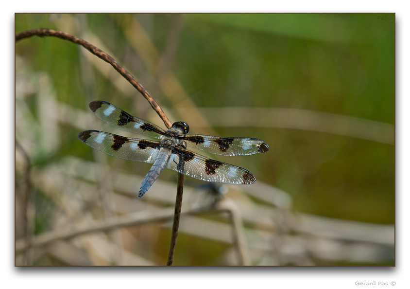 Twelve-spotted Skimmer Dragonfly - click to enlarge image