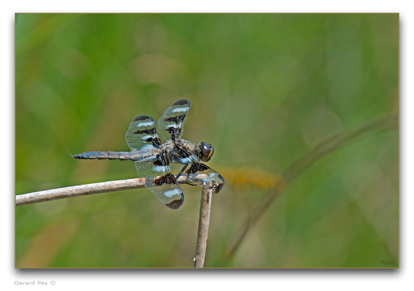 Twelve-spotted Skimmer Dragonfly - click to enlarge image
