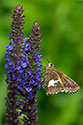 Silver-spotted Skipper Butterfly - click to enlarge