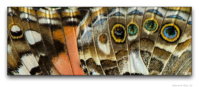 Painted Lady Butterfly - click to enlarge image