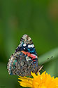 Red Admiral Butterfly - click to enlarge