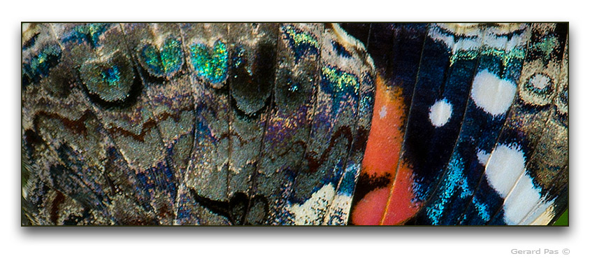 Red Admiral Butterfly - click to enlarge image