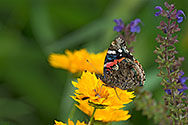 Red Admiral Butterfly - click to enlarge