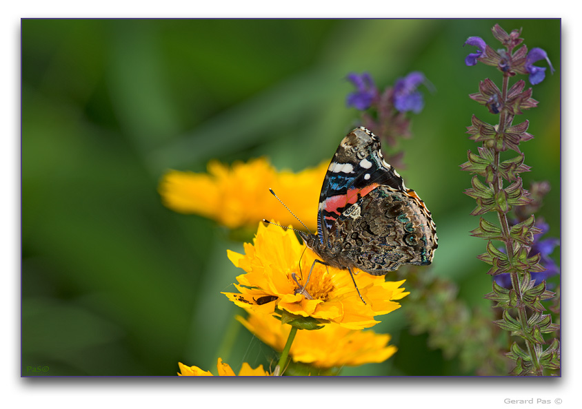 Red Admiral Butterfly - click to enlarge image