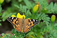 Painted Lady Butterfly - click to enlarge