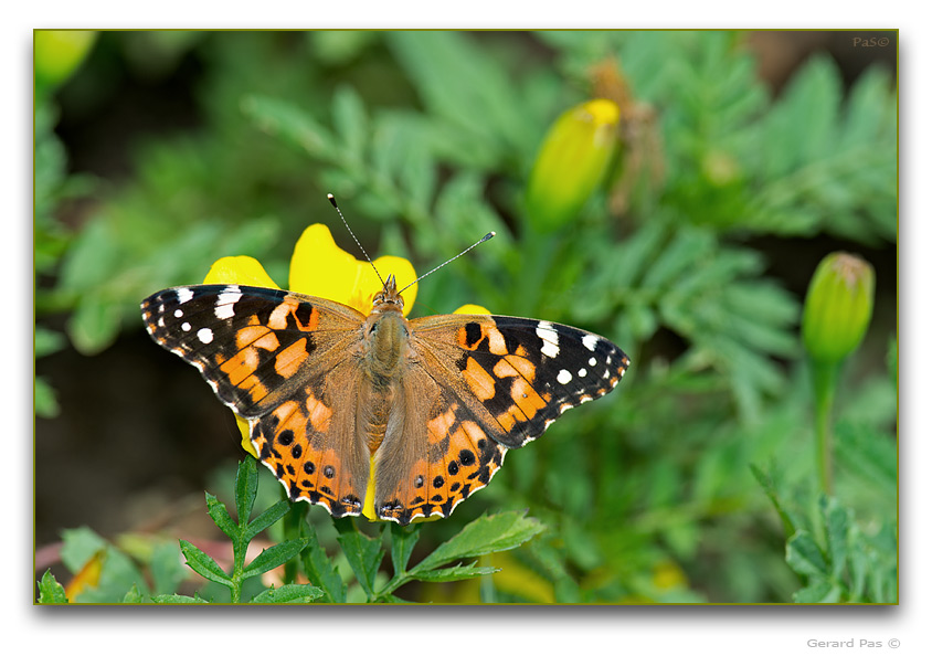 Painted Lady Butterfly - click to enlarge image