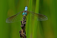 Blue Dasher Dragonfly - click to enlarge