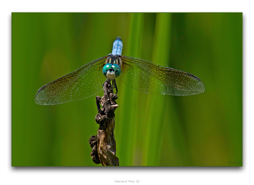 Blue Dasher Dragonfly - click to enlarge image