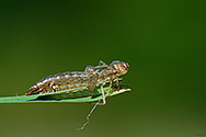 Dragonfly Nymph Casing - click to enlarge