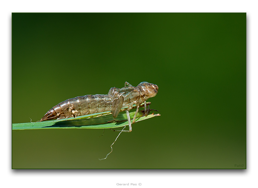Blue Dasher Dragonfly - click to enlarge image