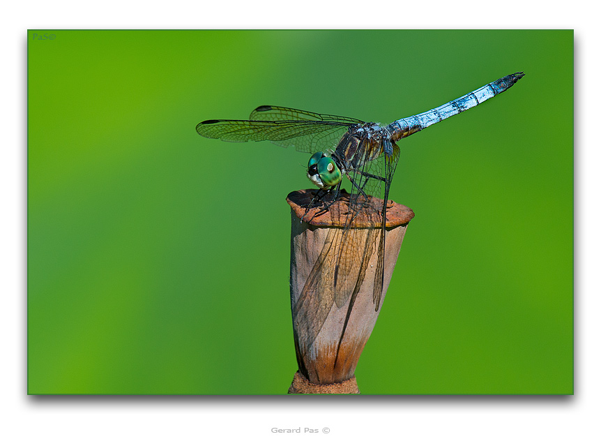Blue Dasher Dragonfly - click to enlarge image