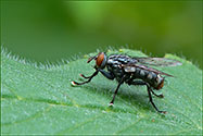 Blue Bottle Fly - click to enlarge