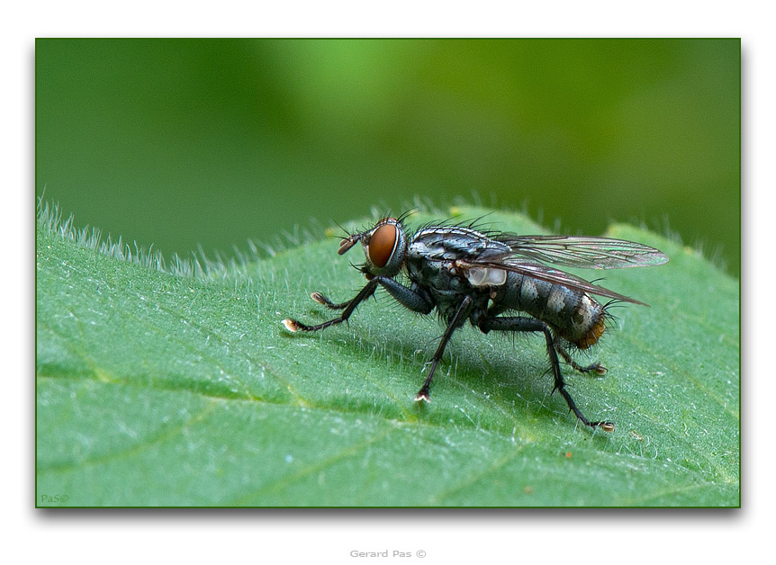 Blue Bottle Fly - click to enlarge image
