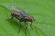 Blue Bottle Fly - click to enlarge