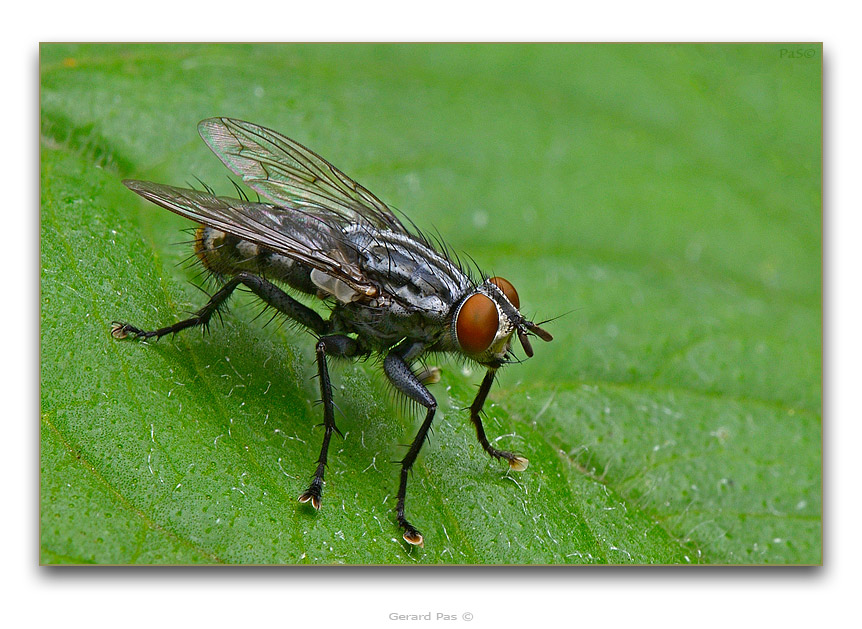 Blue Bottle Fly - click to enlarge image