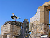 Storks nests, Faro, Algarve, Portugal - click to enlarge