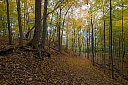 Medway Valley Heritage Forest in autumn colours - click to enlarge