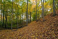 Medway Valley Heritage Forest in autumn colours - click to enlarge