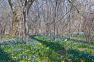 Spring wildflowers next to Sisters of the Precious Blood Monastery - click to enlarge