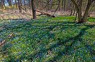 Spring wildflowers next to Sisters of the Precious Blood Monastery - click to enlarge