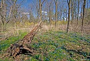 Spring wildflowers next to Sisters of the Precious Blood Monastery - click to enlarge