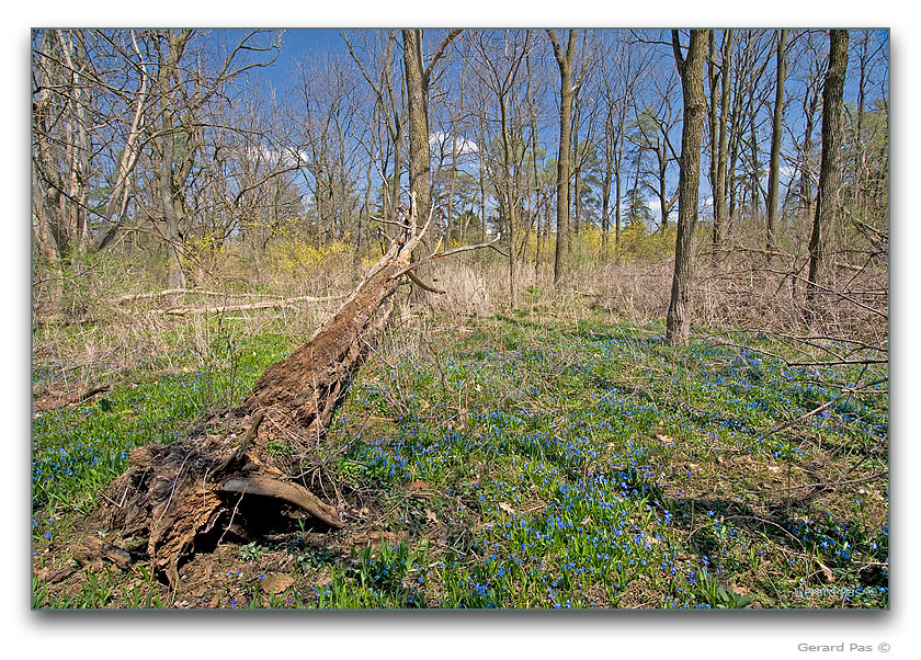 Spring wildflowers next to Sisters of the Precious Blood Monastery - click to enlarge image