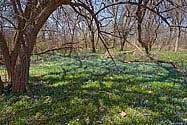 Spring wildflowers next to Sisters of the Precious Blood Monastery - click to enlarge