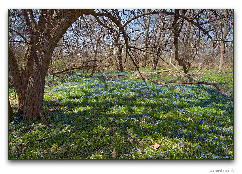 Spring wildflowers next to Sisters of the Precious Blood Monastery - click to enlarge image