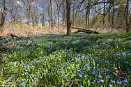 Spring wildflowers next to Sisters of the Precious Blood Monastery - click to enlarge