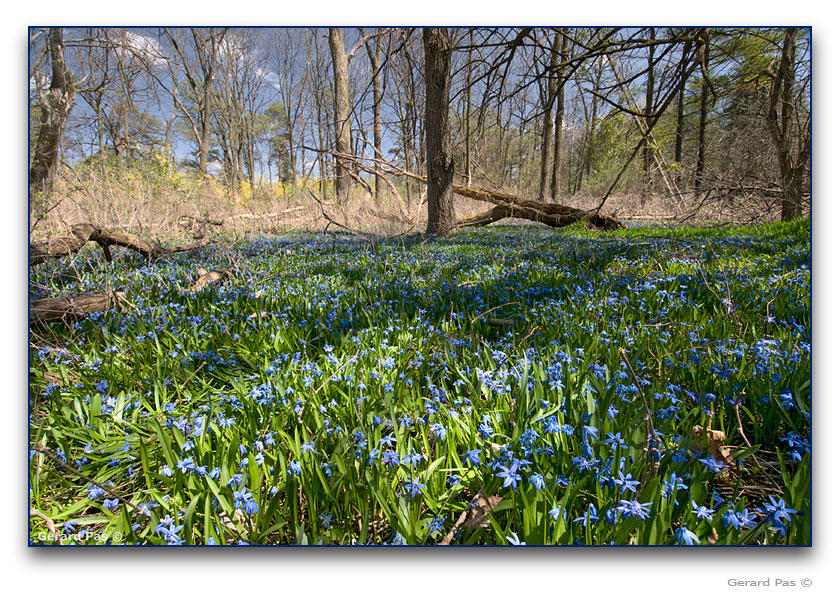 Spring wildflowers next to Sisters of the Precious Blood Monastery - click to enlarge image