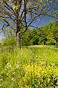 Summer wildflowers along the Thames River - click to enlarge