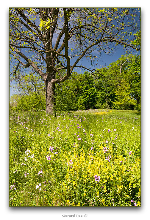 Summer wildflowers along the Thames River - click to enlarge image