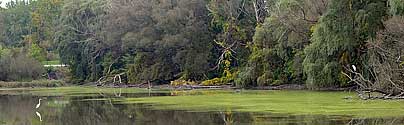 The Coves Ponds with Great Egrets, Thames River - click to enlarge